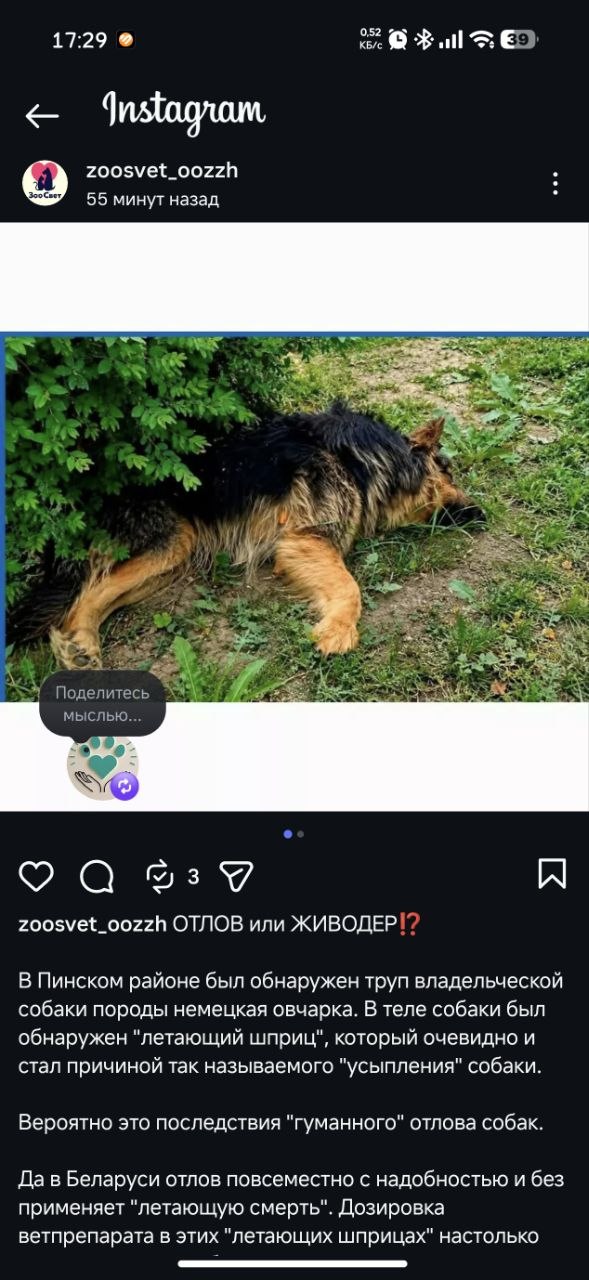 Собака с дротиком после отлова