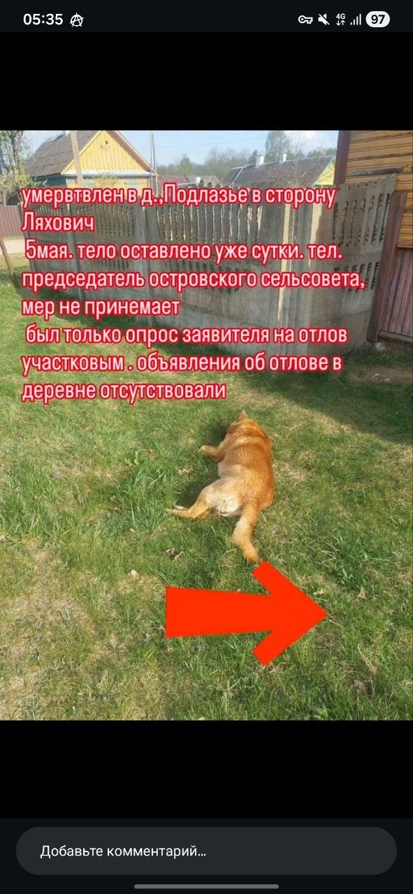Труп собаки, оставленный на месте отлова