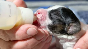 Выкармливание новорождённых