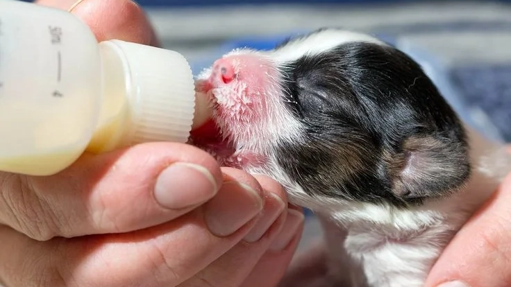 Выкармливание новорождённых