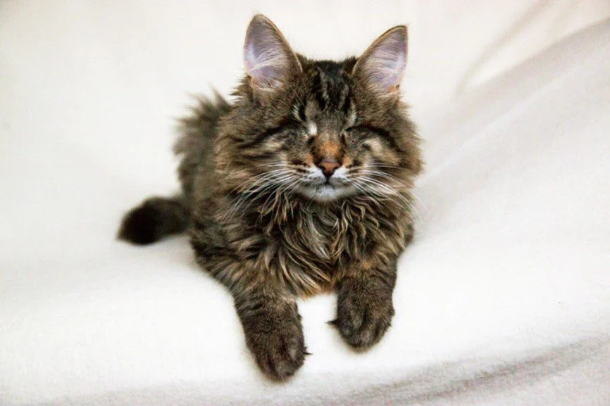 слепые, но верные