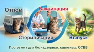 ОСВВ — что это такое?