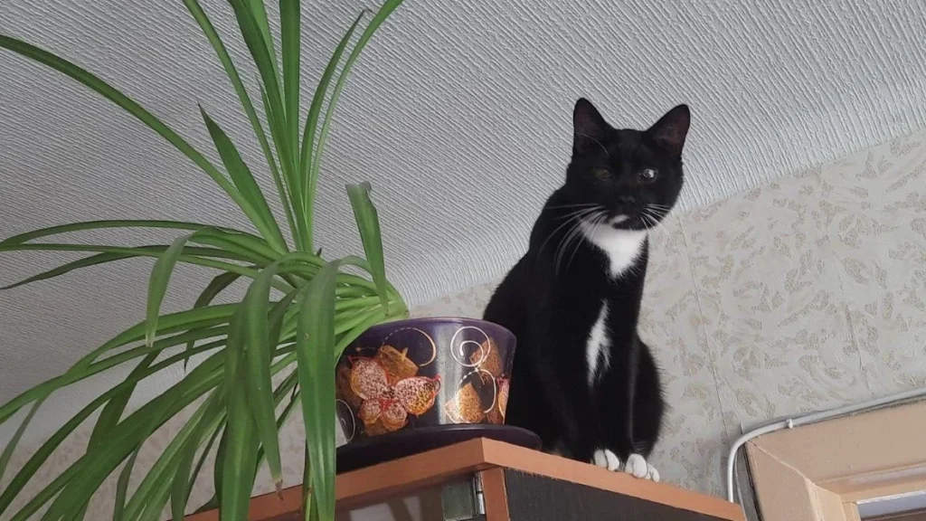 Себастьян - кот, который сам выбрал дом