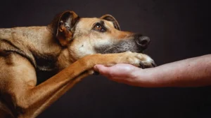 Что делать сразу после того, как вы взяли животное из приюта