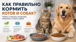 Как правильно кормить котов и собак