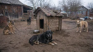 Цепь — не поводок, а тюрьма