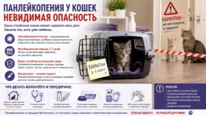 Панлейкопения у кошек — невидимая опасность!